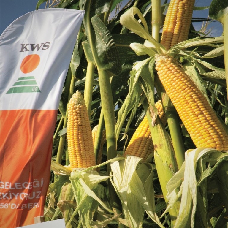 SIMPATICO KWS
